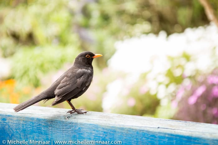 Bird in Tresco Gardens