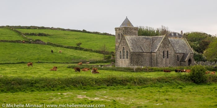 Cows going to Church