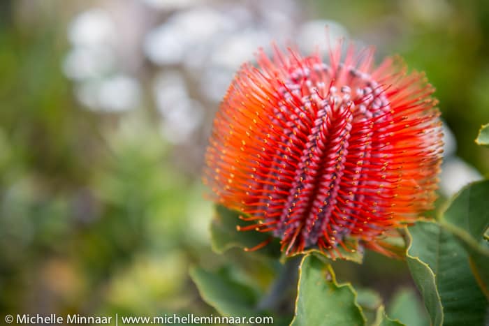 Protea Variety