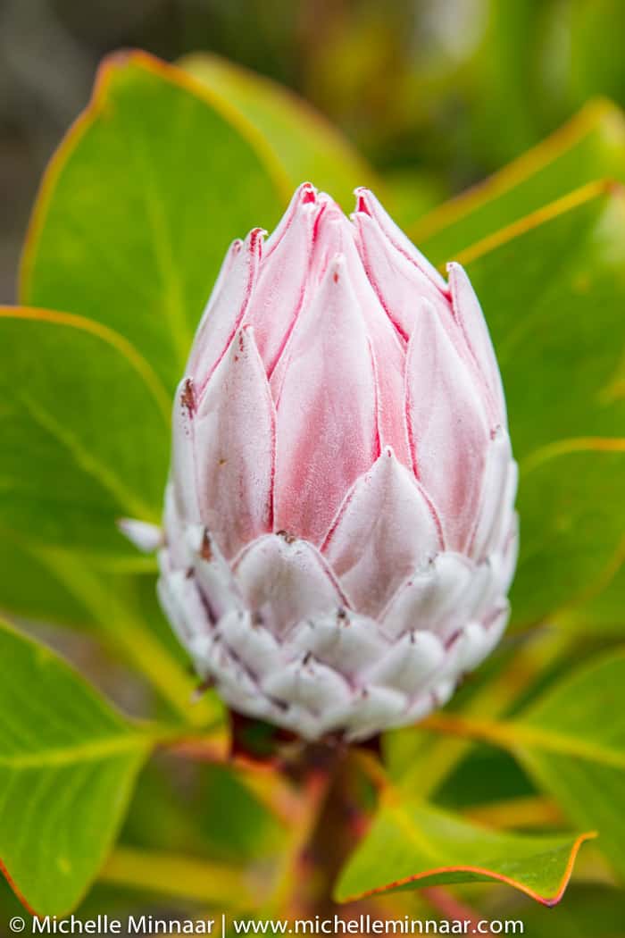 South African Protea