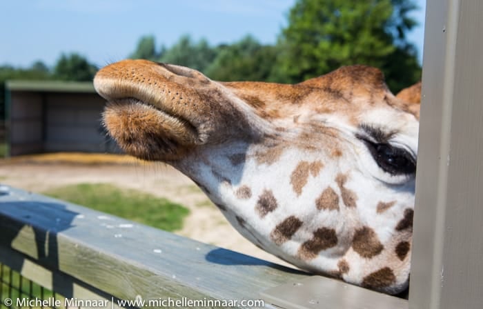 Hairy Mouthed Giraffe