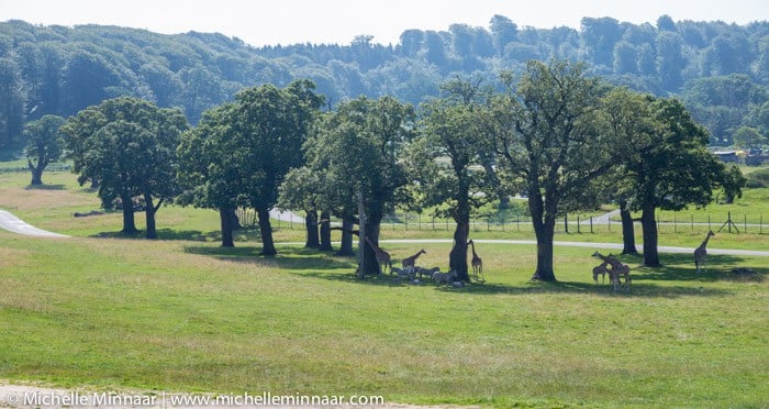 Longleat Safari