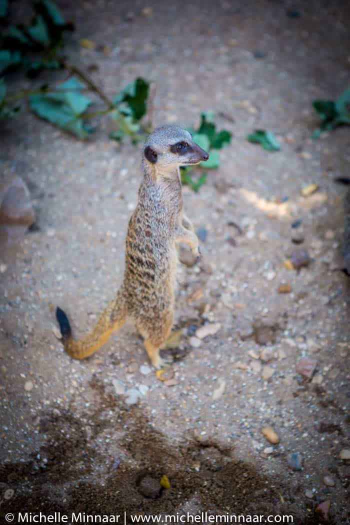 Meerkat on Lookout
