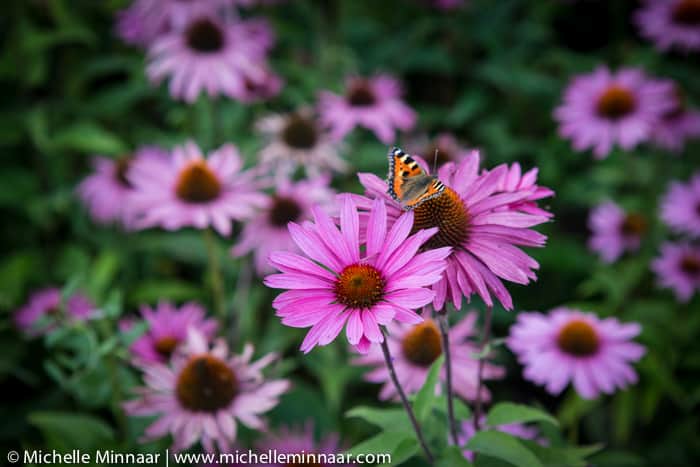 Flowers and butterfly