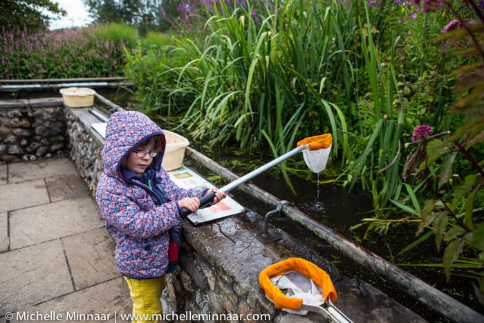 Pond dipping