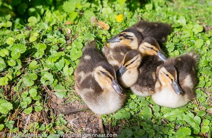 Fluffy ducklings