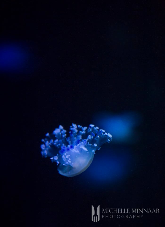 Blue jellyfish