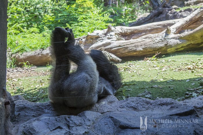 Two monkeys playing