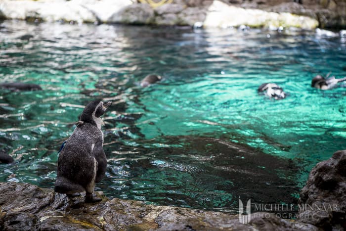 Atlantic puffins