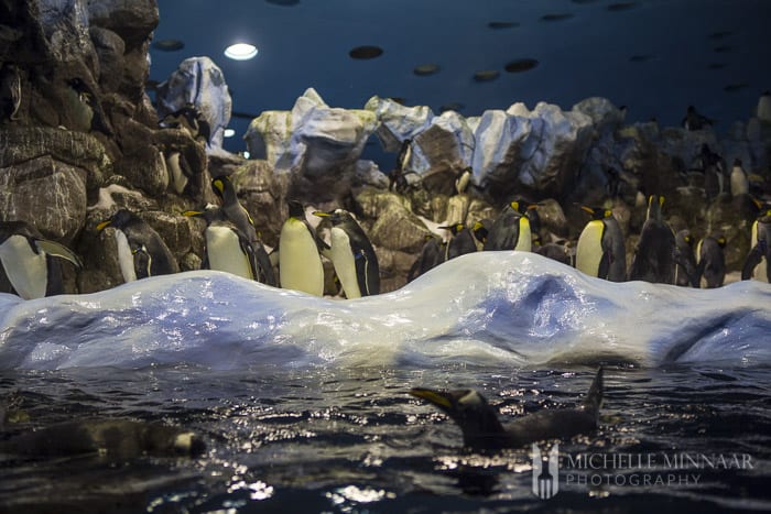 Penguins from Antarctica