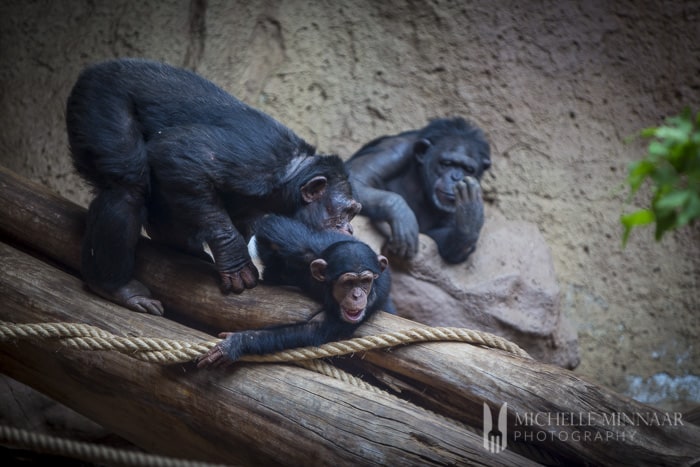 Family of chimps