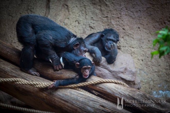 Family of chimps