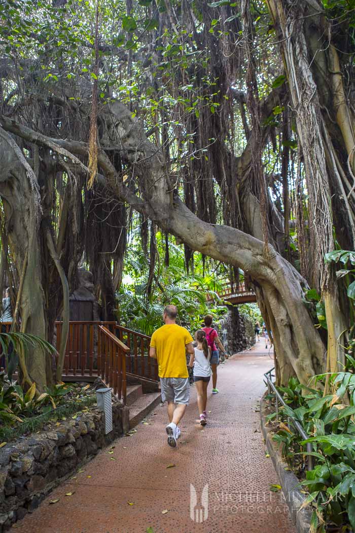 Big trees in zoo