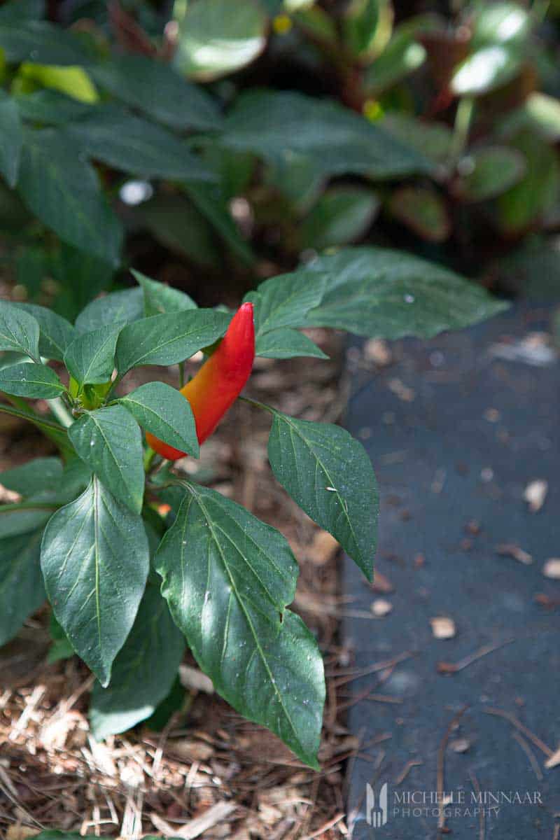 Red flower bud 