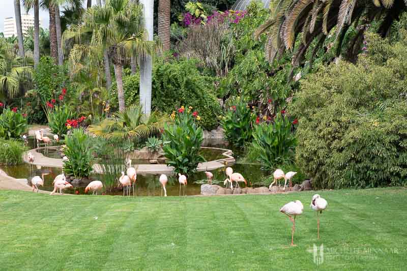 Pink flamingos on a green grass