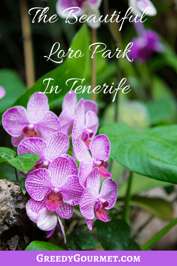 Loro Park Pin 