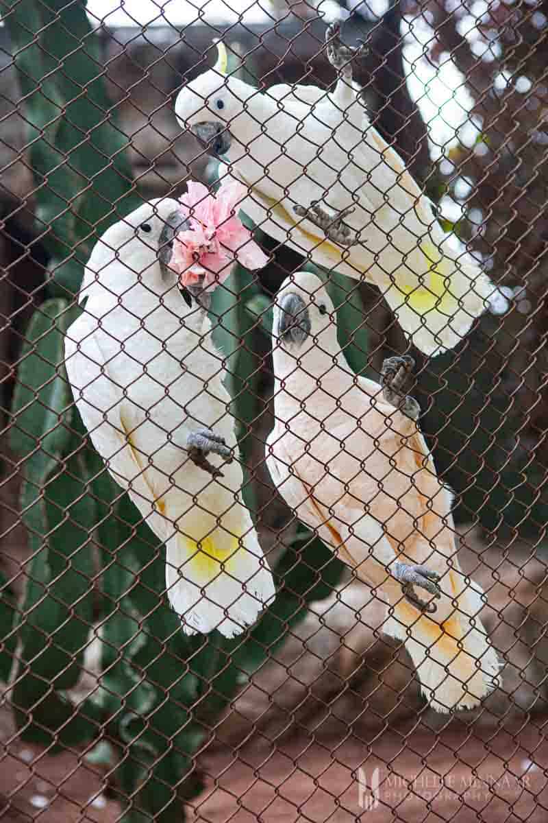 Three white birds 