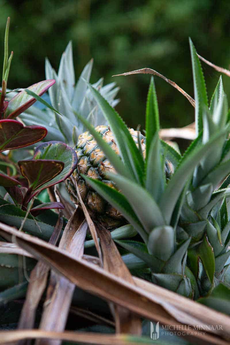 growing pineapple.