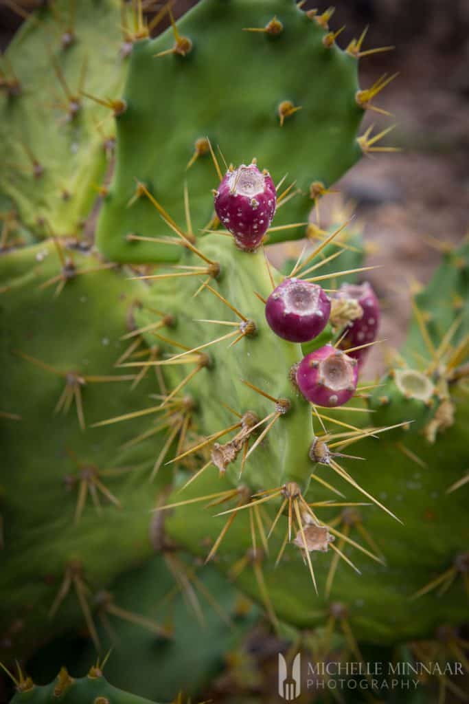 Prickly pear plant