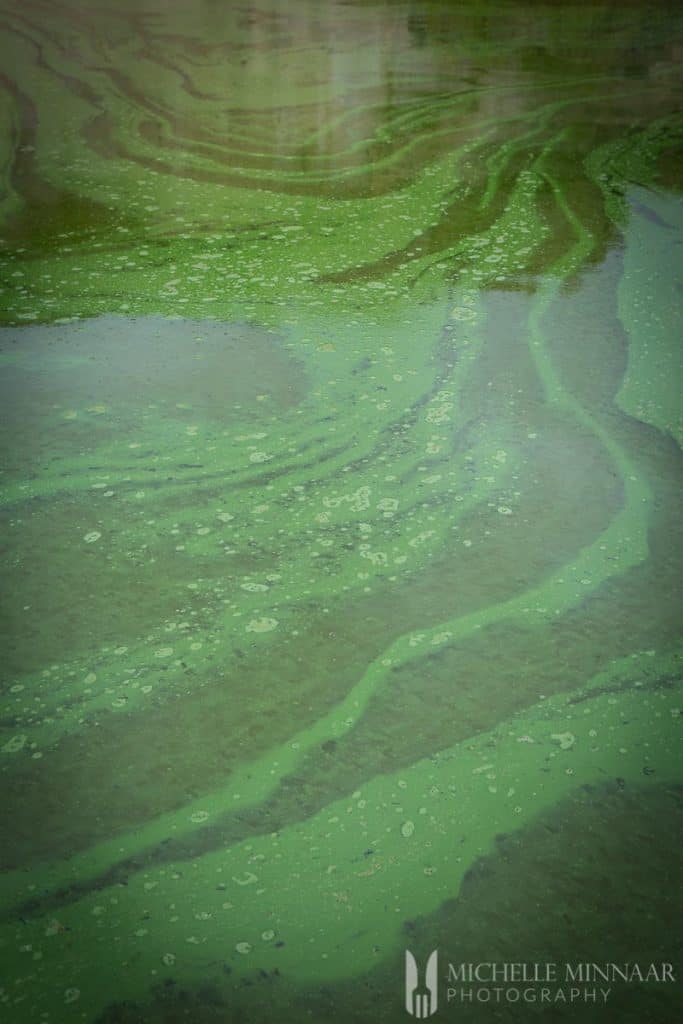 Algae in water