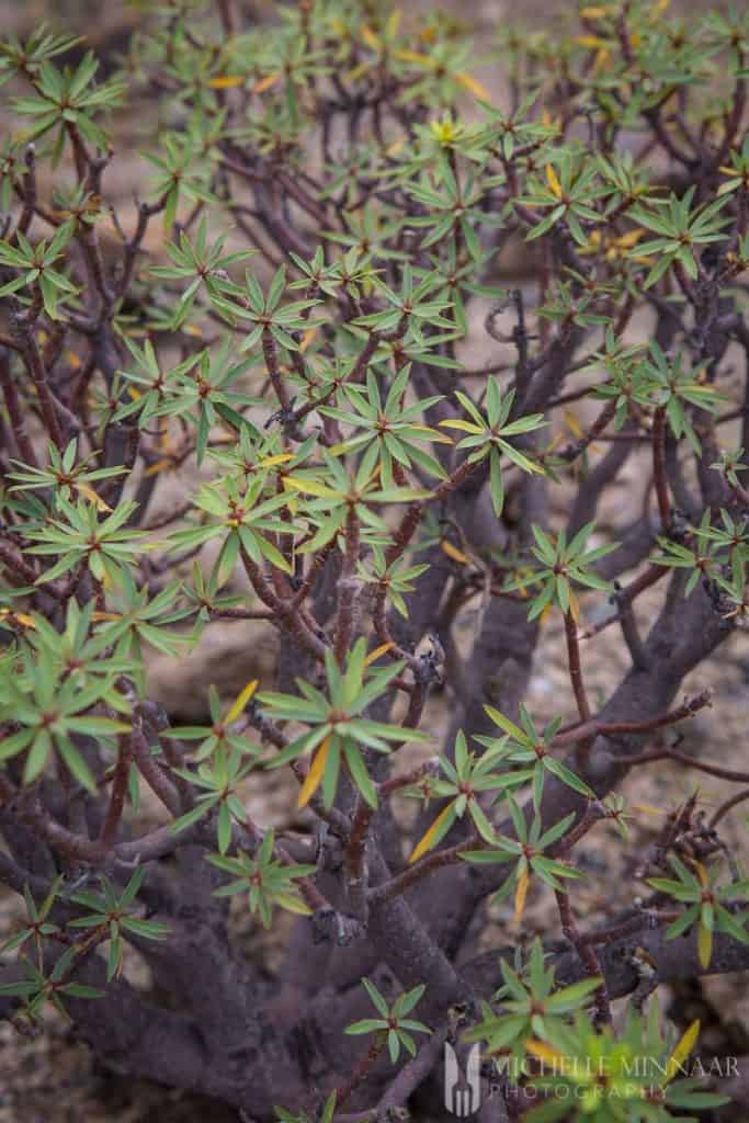 Tenerife plants