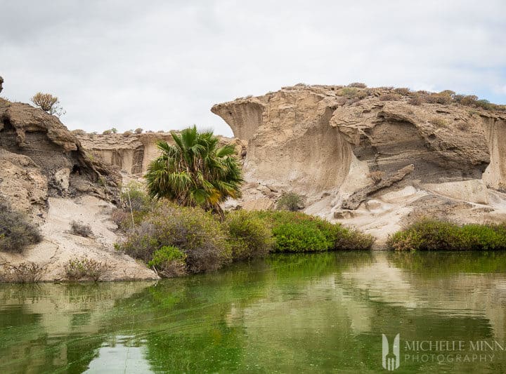 Oasis in Tenerife