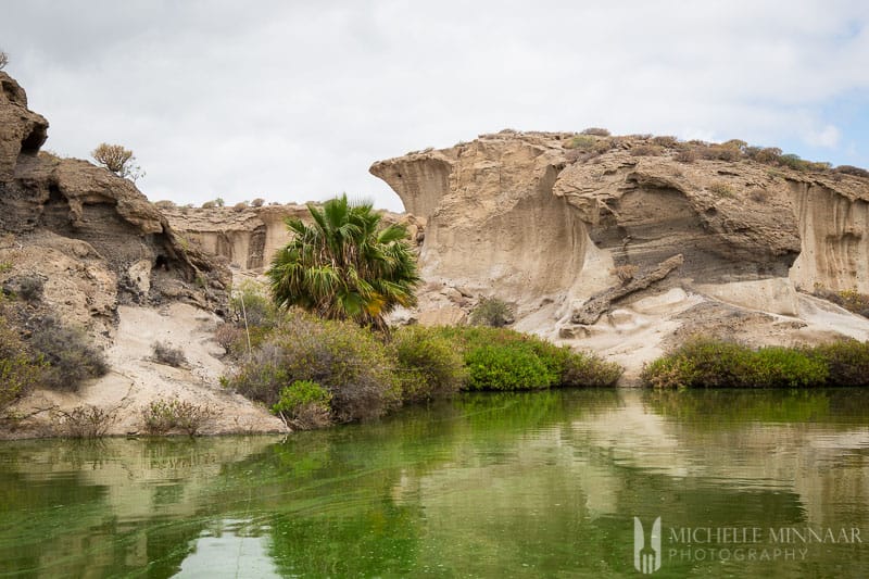 Oasis in Tenerife