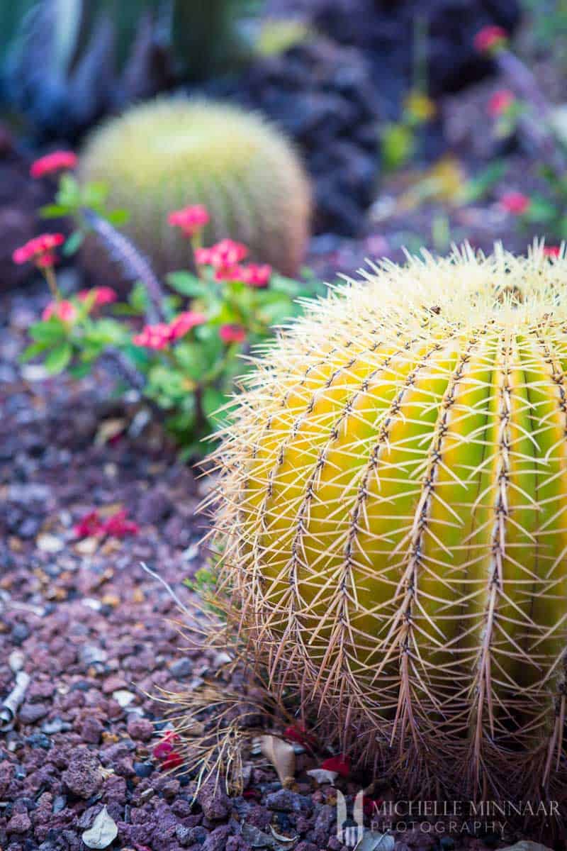 Plant in arid region