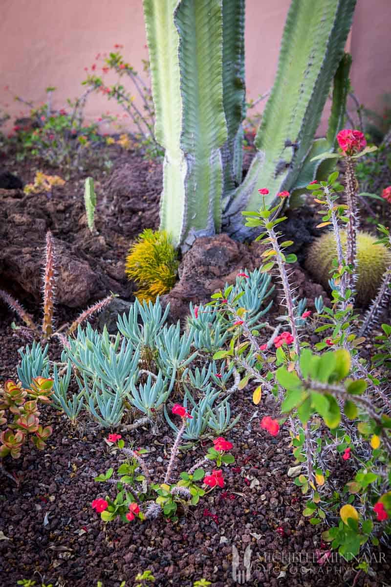 Plants in Tenerife