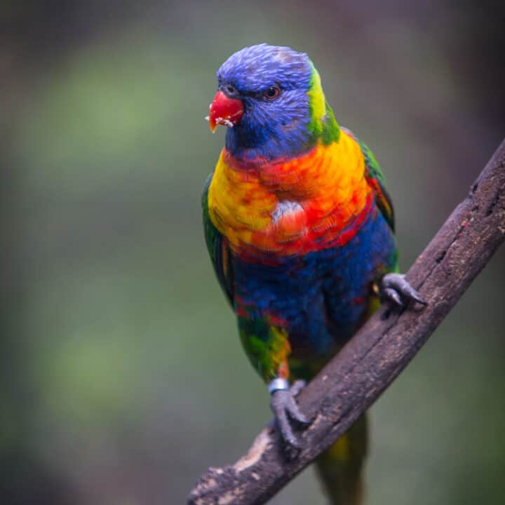 Parrot at Loro Parque