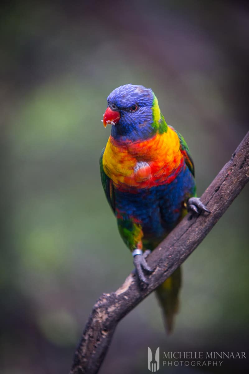 Parrot at Loro Parque