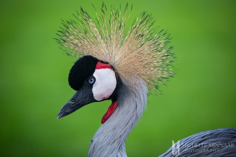 Crane on grass