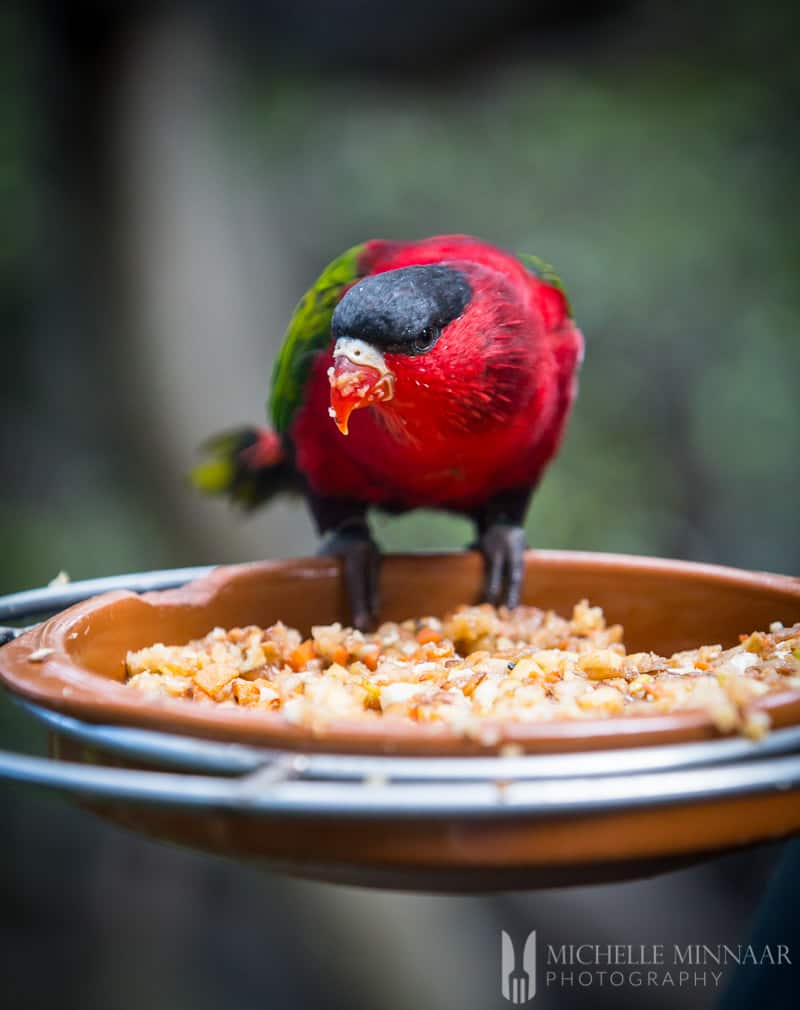 Bird eating some seed