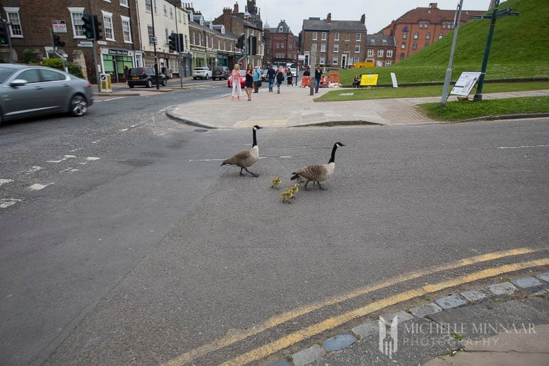 Ducks crossing a street in York