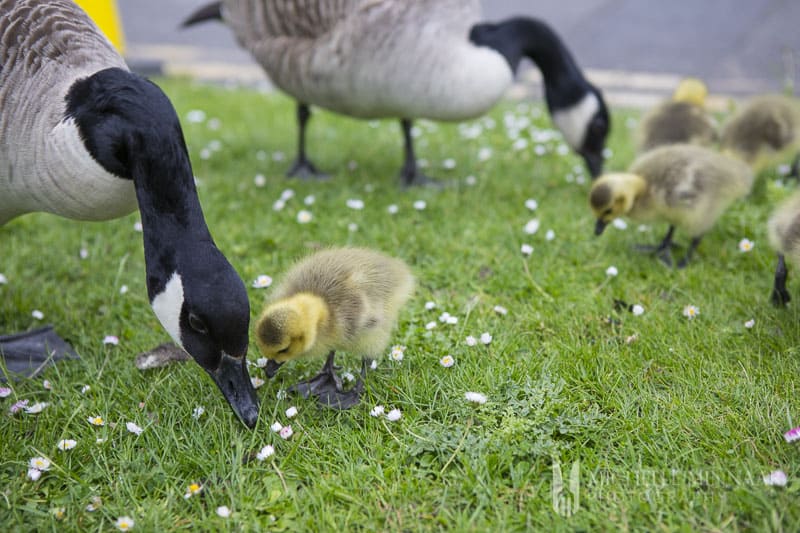 Geese eating grass in york