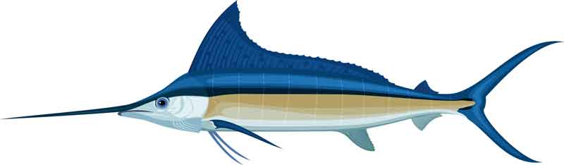 Blue Marlin 