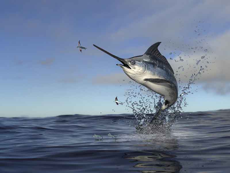 Swordfish jumping out of the water