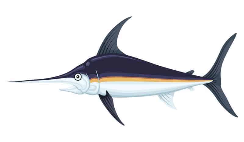 Black marlin