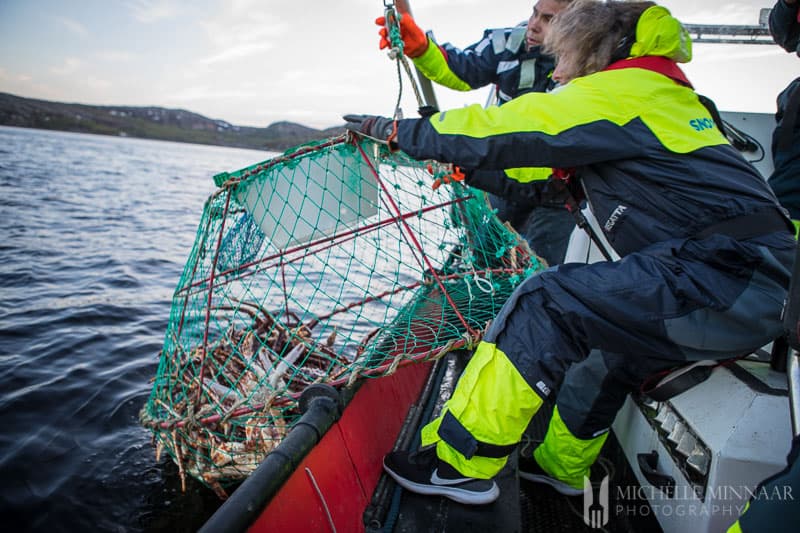 A man pulling a crab basket out of the water for Steamed Crab legs