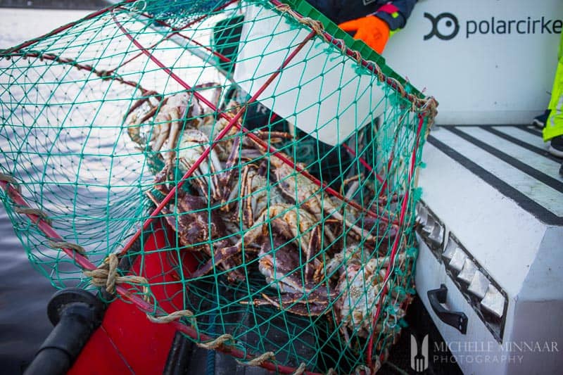 Crabs in a basket 