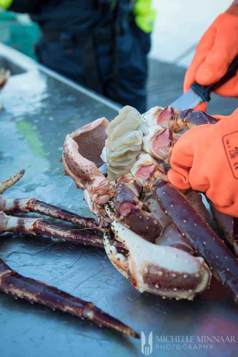 A fisherman cutting into a steamed crab legs