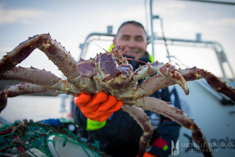 King Crab Safari - Everything You Wanted To Know About King Crab