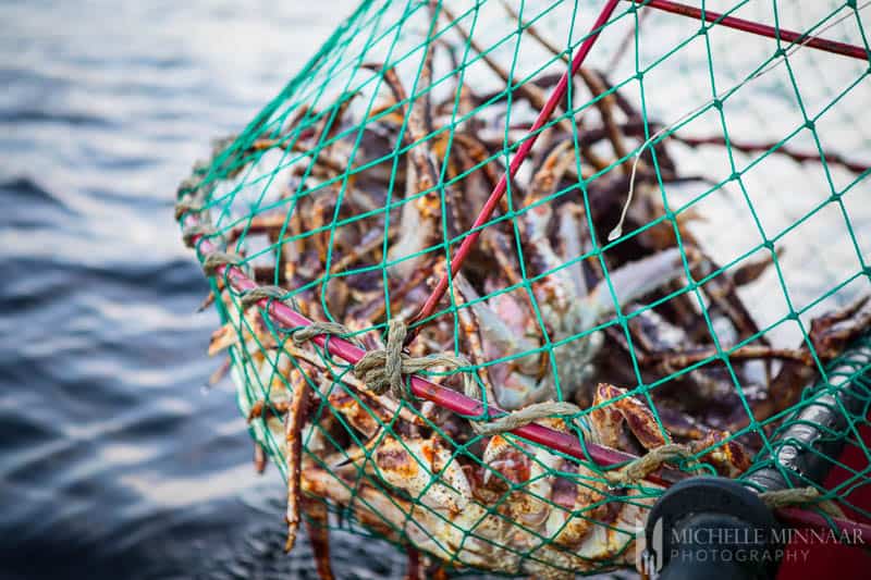 A close up view of crabs in the cage 