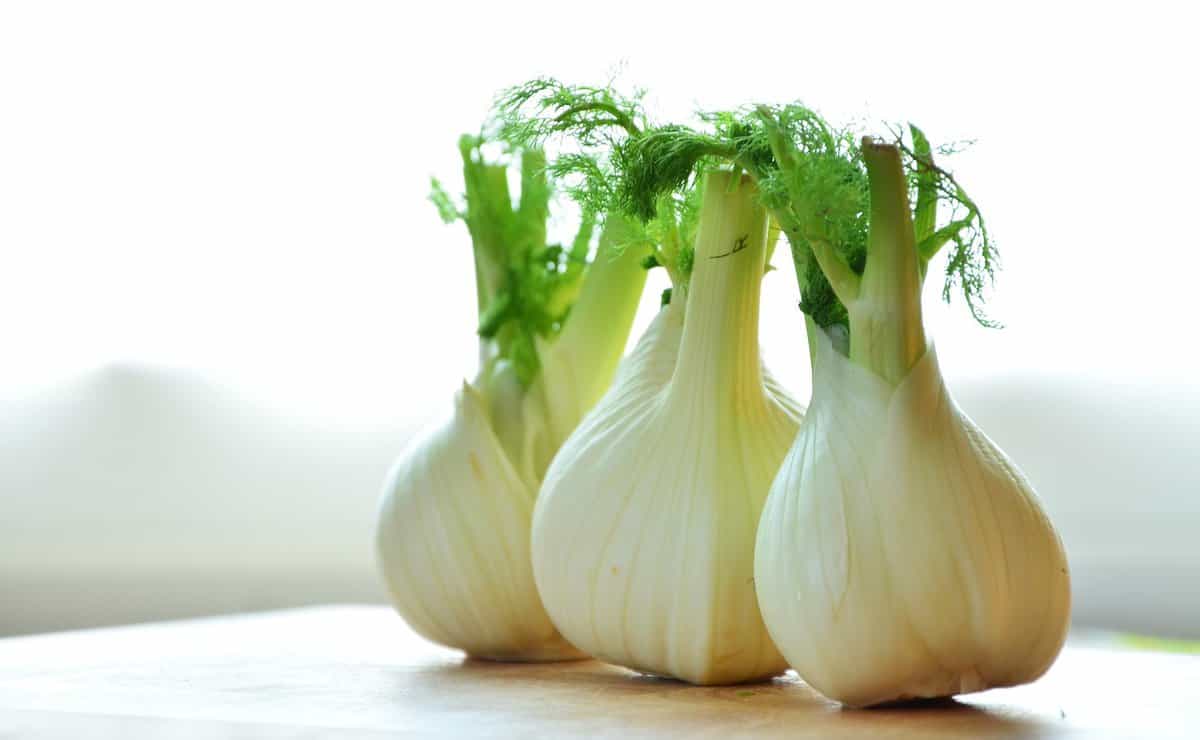 Three bulbs of fresh fennel