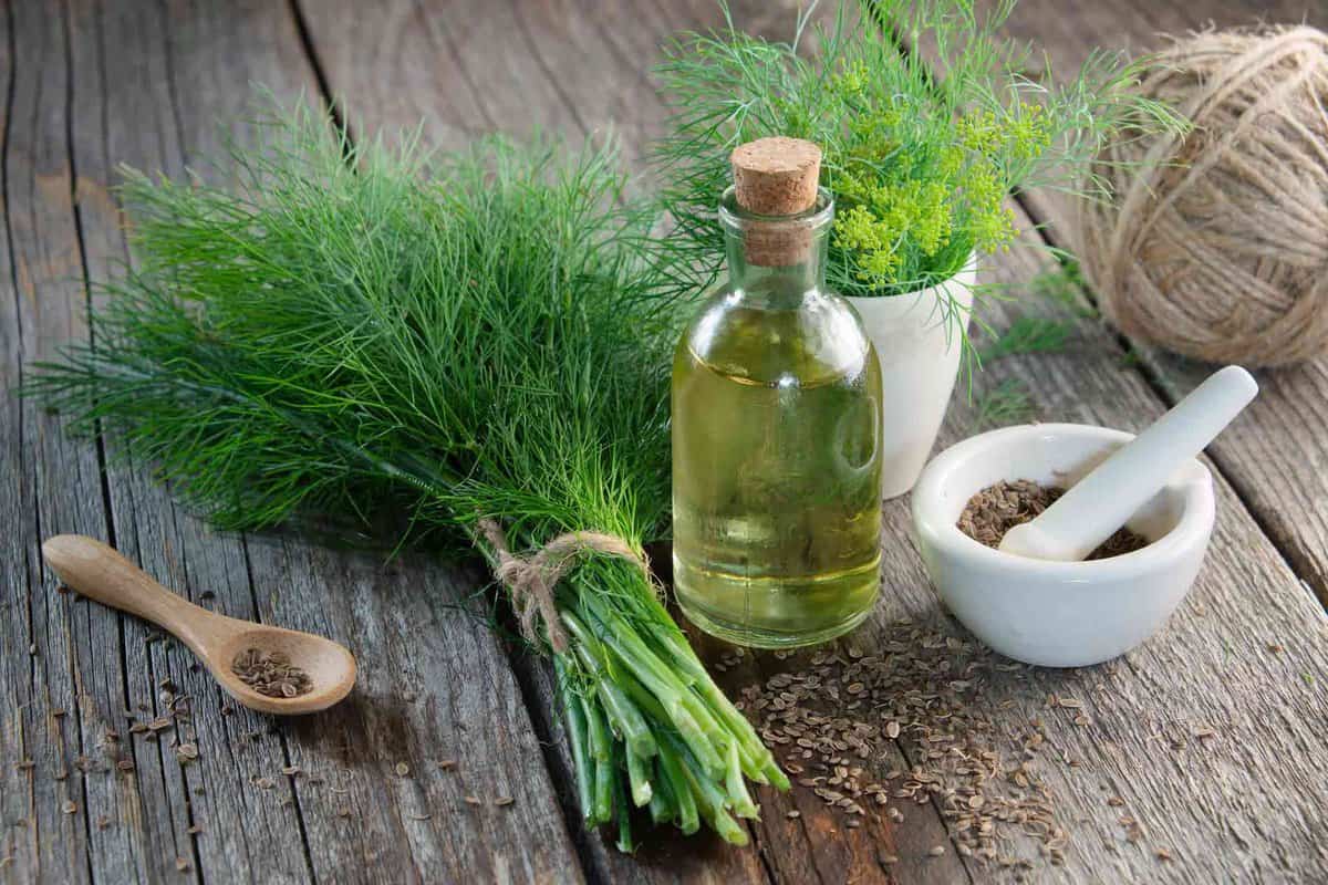 Green fresh dill and ground dill.