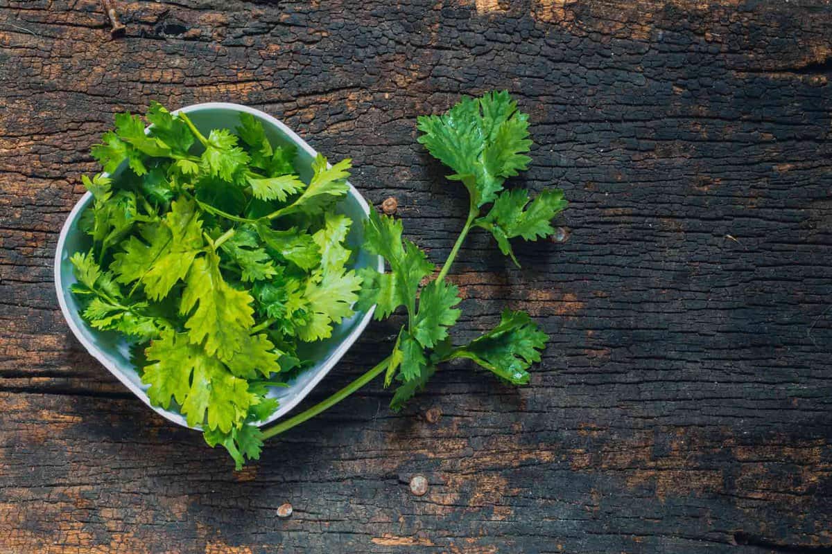 Green cilantro leaves.