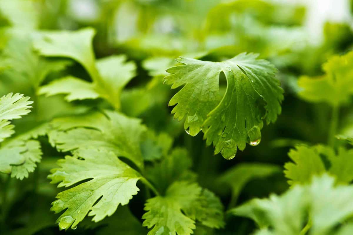 Coriander Substitutes Top Seven Coriander Substitutes That Actually Work,Fire Belly Newt Size