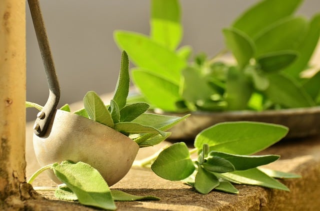 Sage leaves in a bowl