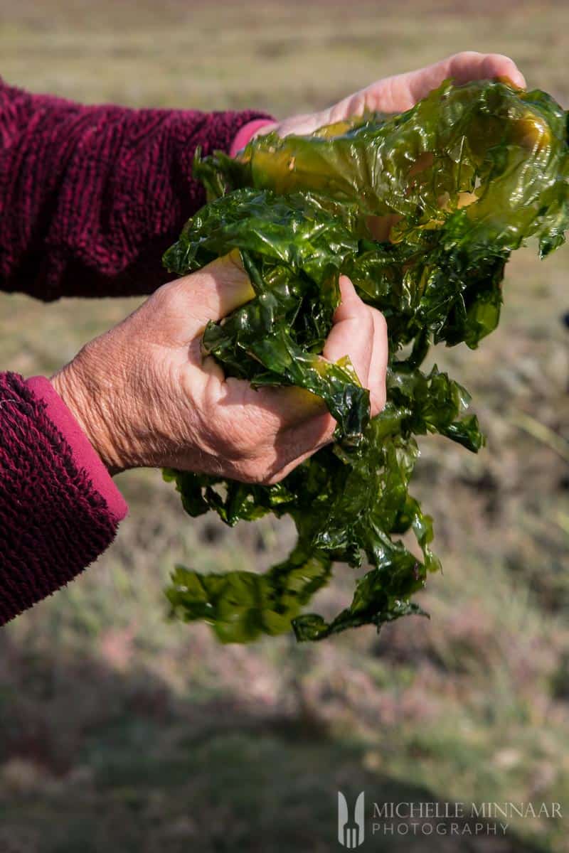 A woman holding a pile of seaweed