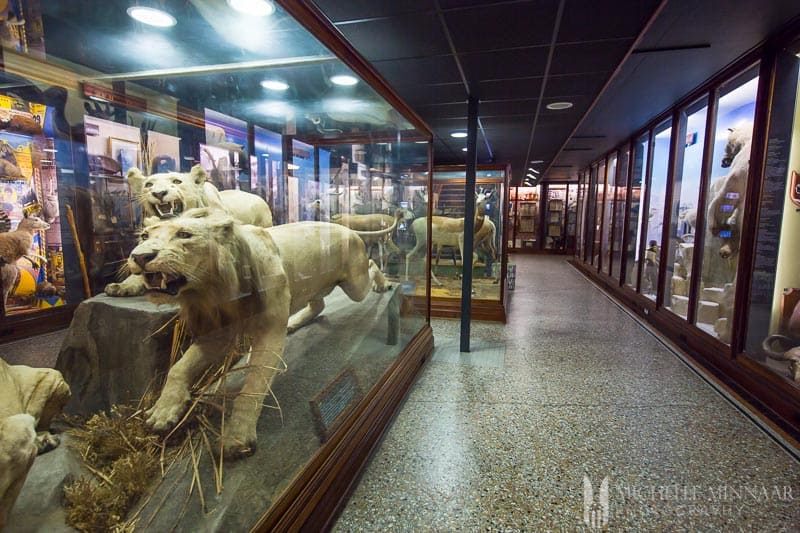Lions in a glass cage